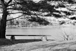 Bugårdsparken - dammen(e)