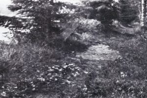 Bugårdsparken - dammen(e)