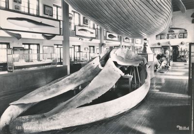 Hvalkjeften