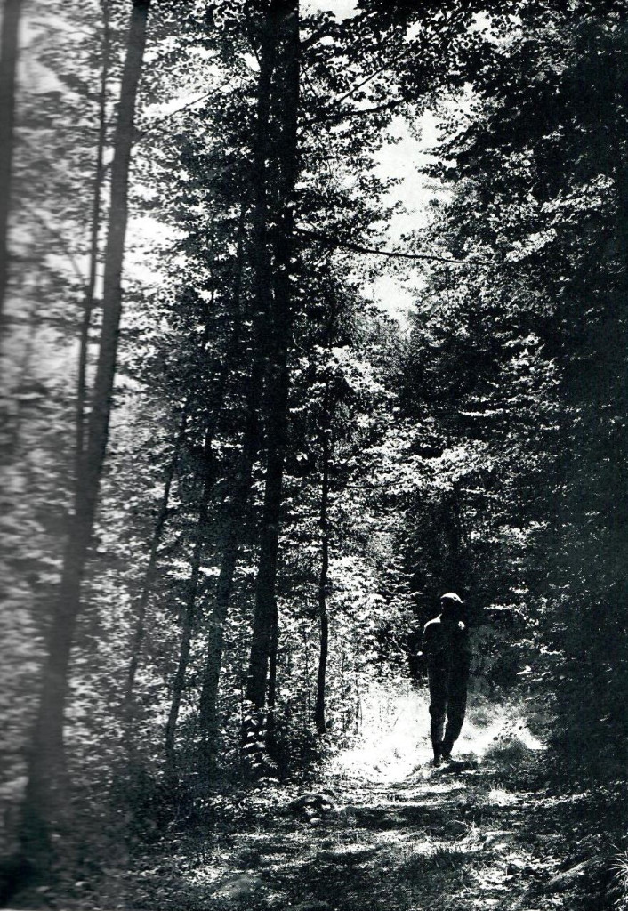 Hjertås