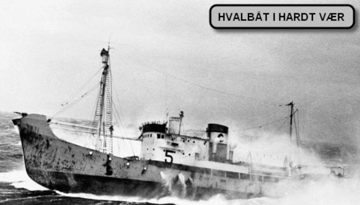 Hvalfangst