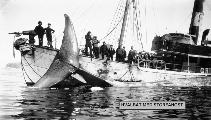 Hvalfangst