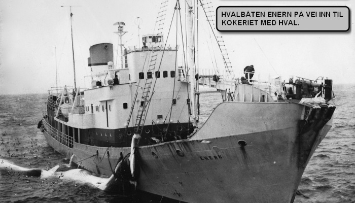 Hvalfangst