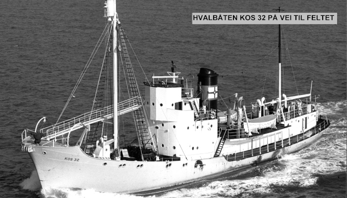 Hvalfangst