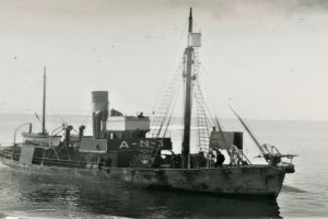 STURMVOGEL