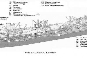 BALAENA