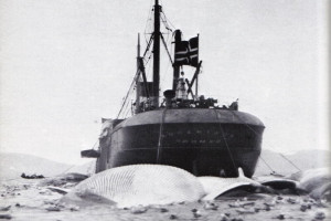 BUCENTAUR