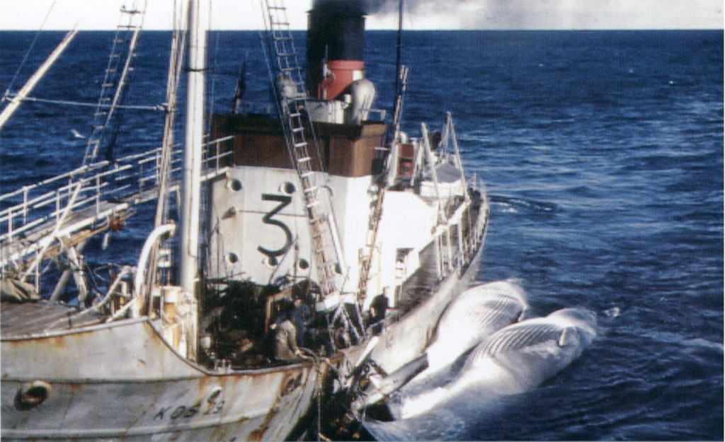 KOS 29