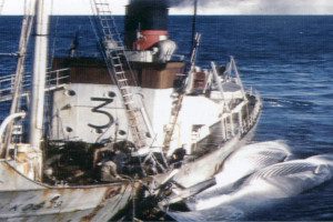 KOS 29