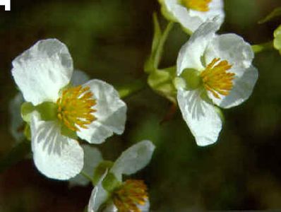 SOUTHERN LARKSPUR