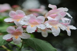 ABELIA