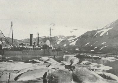 FRIDTJOF NANSEN II